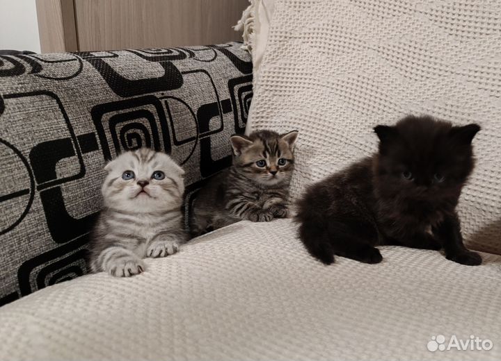 Шотландские котята