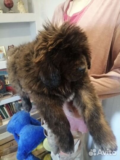 Тибетский мастиф