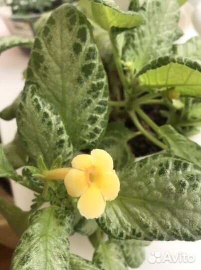 Эписция желтая