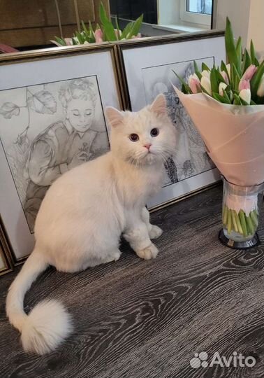 Сибирский белый