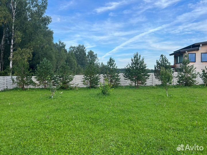 Сосна обыкновенная 4 метра