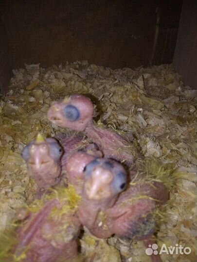 Попугаи корелла птенцы и другие