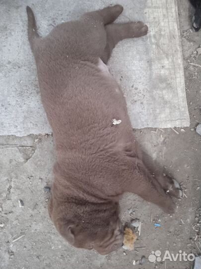 Щенки шарпея