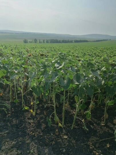 Участок 200 га (СНТ, ДНП)