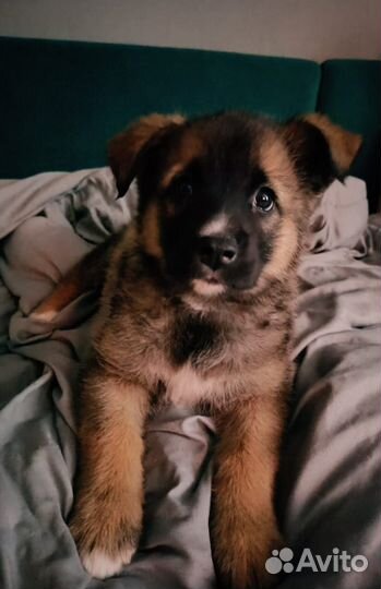 Маленький щенок