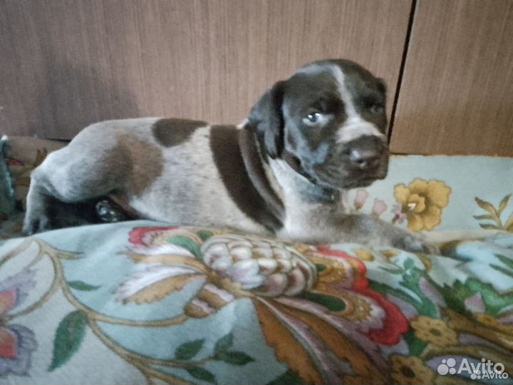Щенки немецкого Дратхара