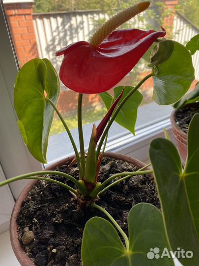 Комнатные цветы антуриум