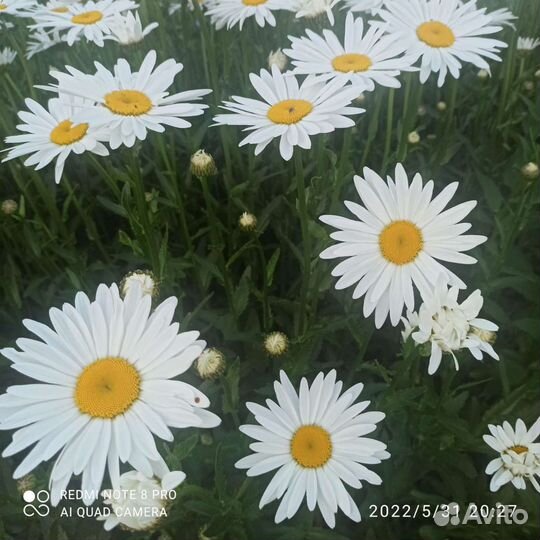 Ромашка садовая, рассада