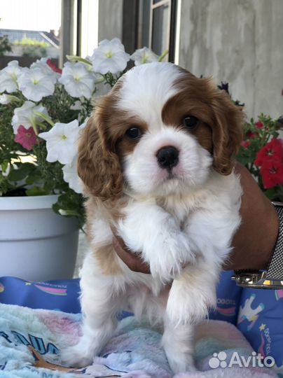Кавалер кинг чарльз спаниель