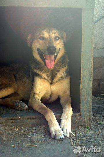 Кобель-кастрат Гром