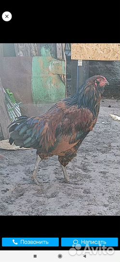 Молодые петухи