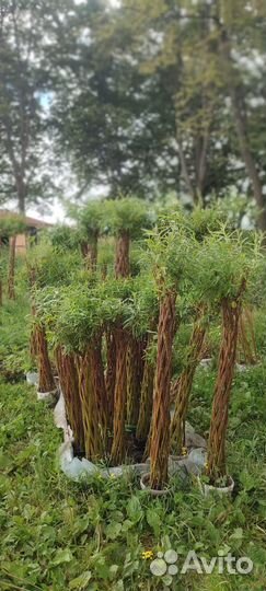 Плетенные деревья, плетенные ивы, пальма