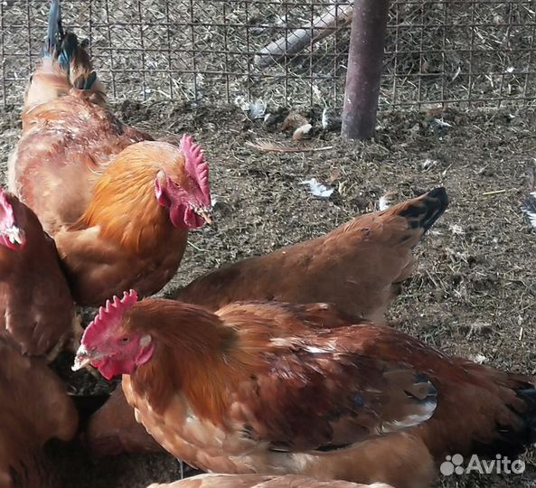 Куры молодки домашние