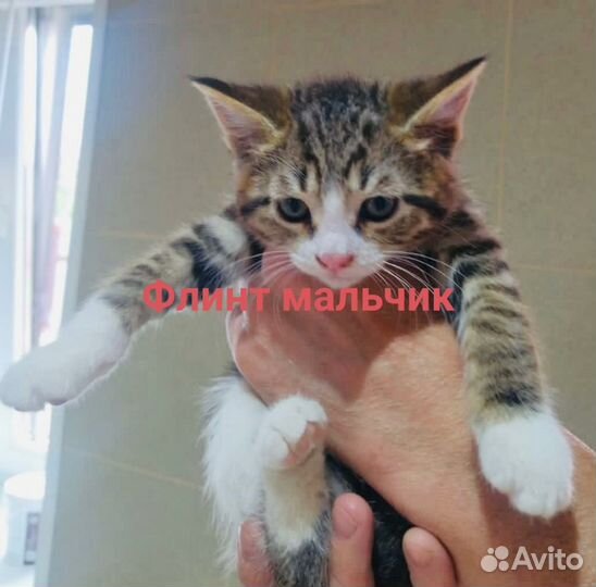 Котята бесплатно