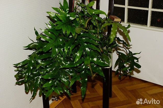 Папоротник Микросорум разнолистный