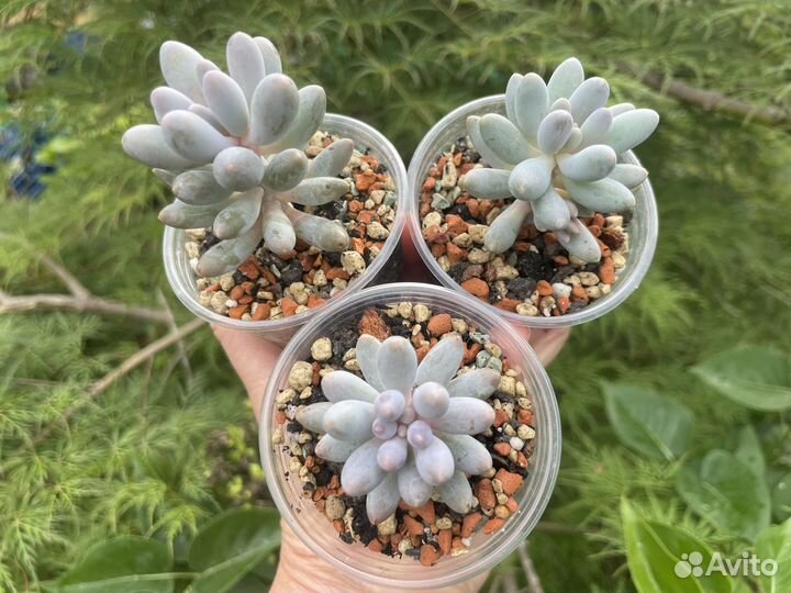 Суккуленты редкие