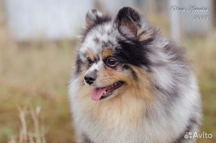 Шпиц девочка