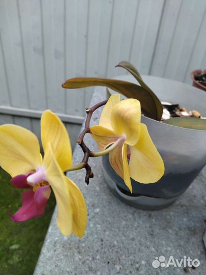 Орхидея фаленопсис желтая