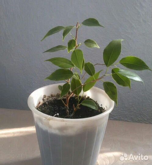 Фикус бенджамина