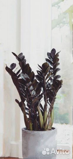 Комнатные цветы растение черный Замиокулькас