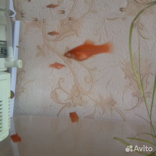 Рыбки меченосцы