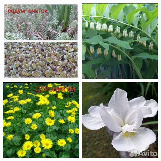 Многолетники разные