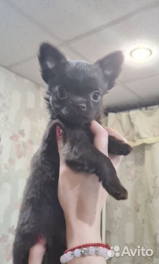 Шоколадка девочка дл/ш