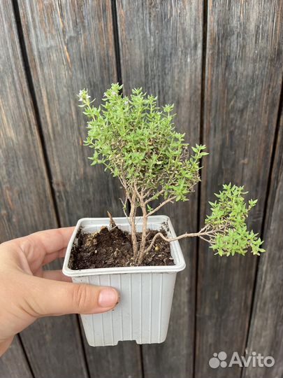 Тимьян обыкновенный (чабрец)