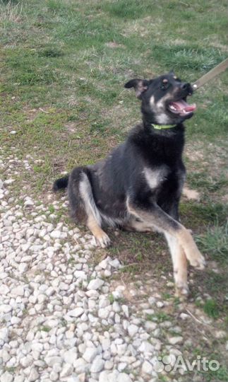 В дар собака Триша