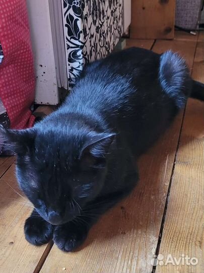 Кот с доставкой