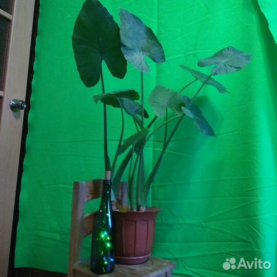 Монстера и алоказия