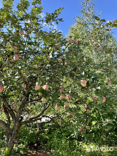 Яблоки садовые