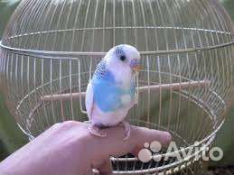 Волнистые попугаи