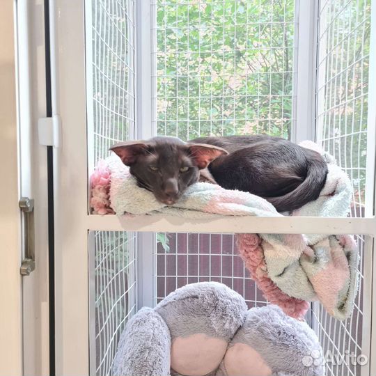 Шикарные котята с документами