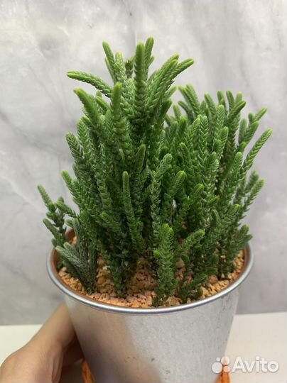 Крассула суккулент, крассула пубесценс