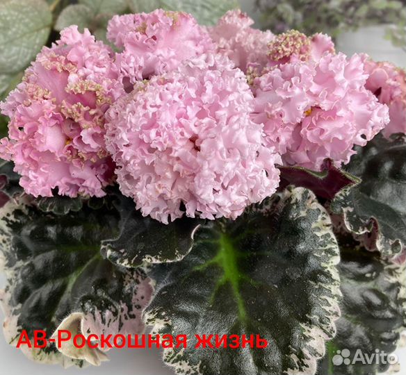 Фиалки (стартеры)