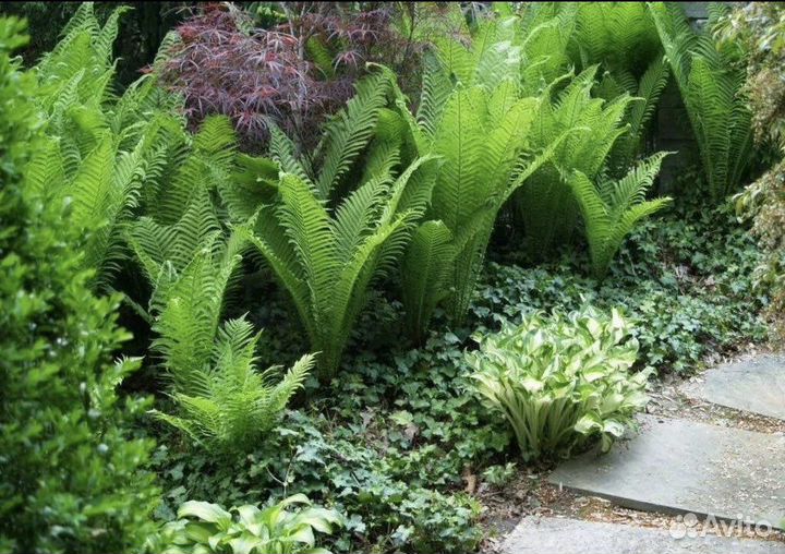 Папоротник садовый