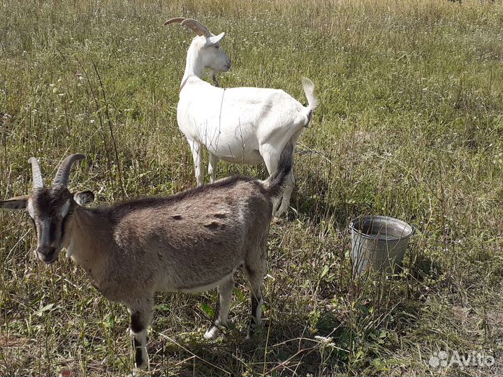 Продаются козы,козлята и козел на племя