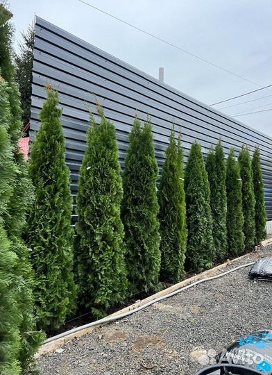 Туя из питомника с доставкой