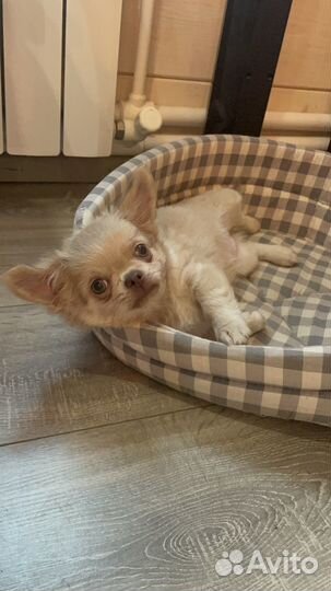 Щенки чихуахуа