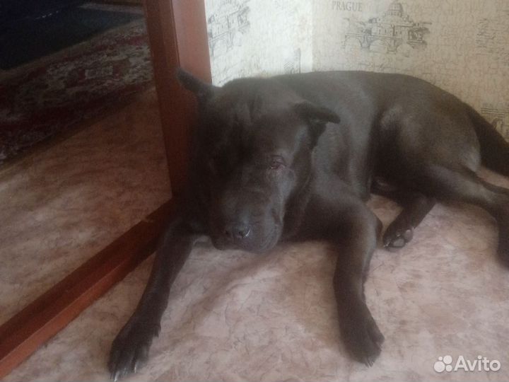 Шарпей смесь