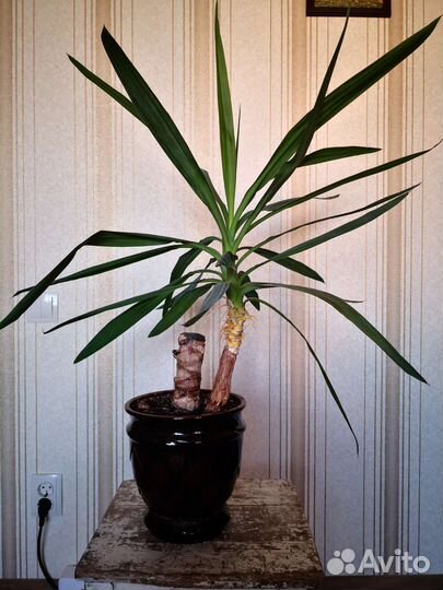 Комнатные растения, цветы в горшке