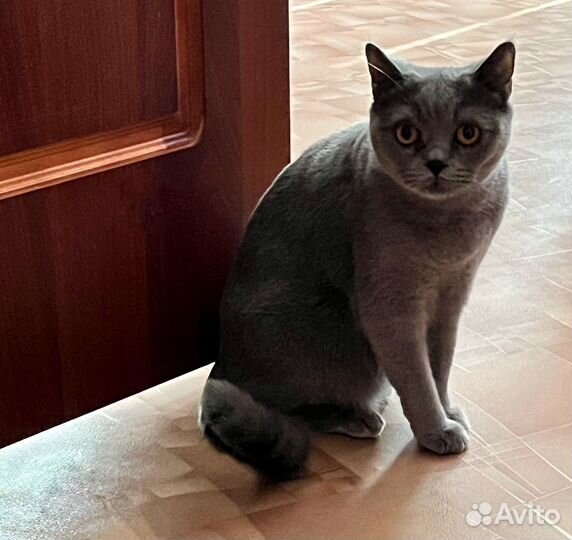 Британская короткошерстная кошка