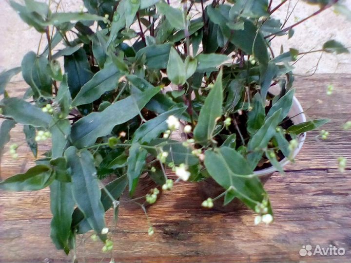 Цветочки Фата невесты,Элегант, острый перчик