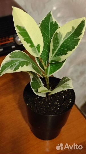 Фикусы Микрокарпа Альбомаргината и Керли