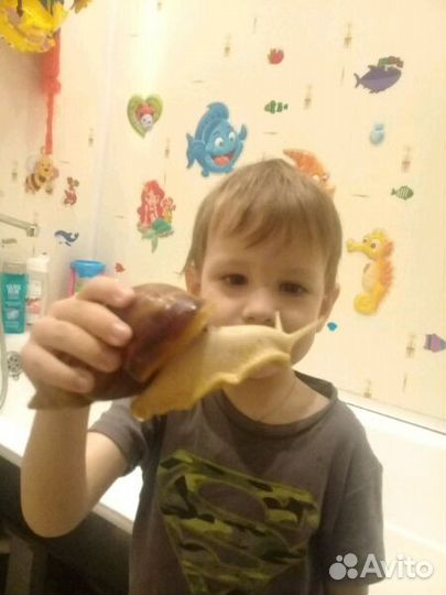 Улитки Ахатины