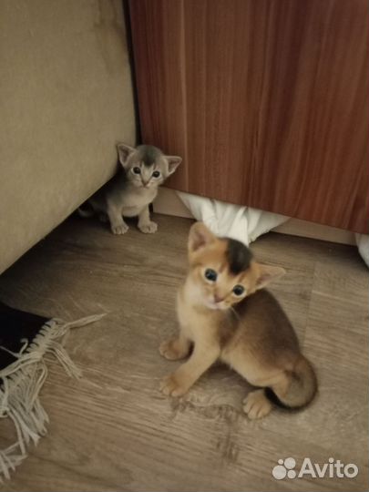 Абиссинские котята