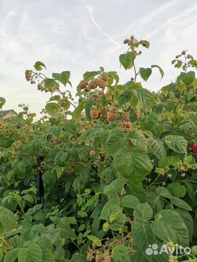 Саженцы ремонтантной малины сорт Атлант