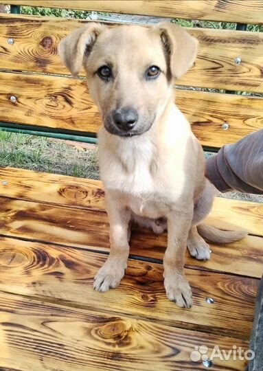 Щенок Мишка