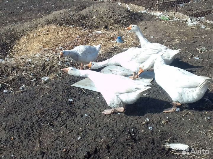 Гуси семья 8 месяцев
